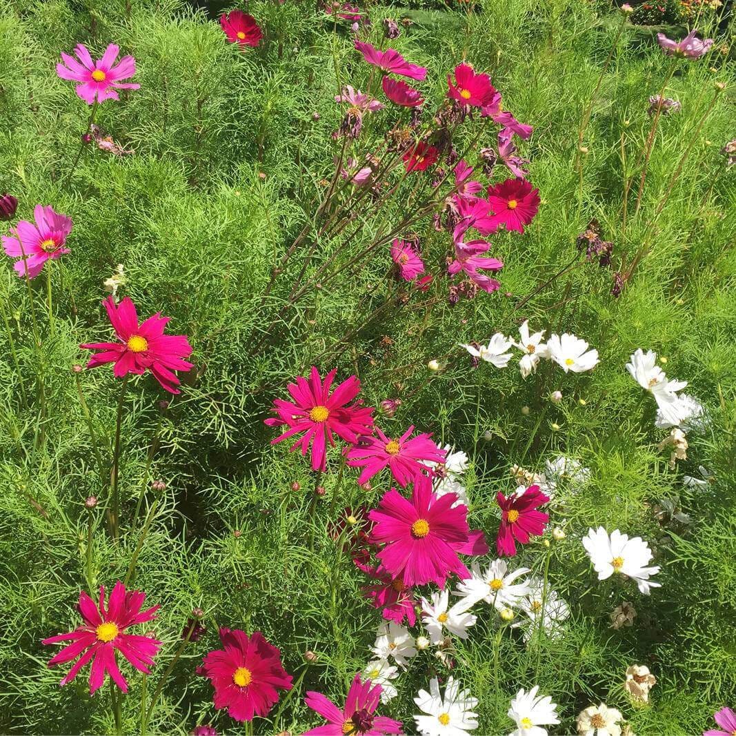 10 Graines de Cosmos Fleurs Mix, Bipinnatus