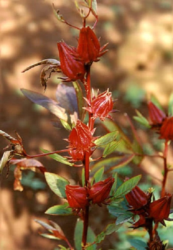 3 Graines Hibiscus Sabdariffa, Oseille de Guinée, Roselle, Groseille Pays