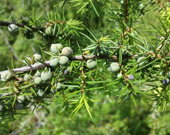 5 Juniper Seeds, Common Juniper, Juniperus communis