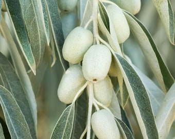 7 Seeds Eleagnus Angustifolia Bohemian olive tree, silver tree, paradise tree, olinet, narrow-leaved eléagne, narrow-leaved chalef