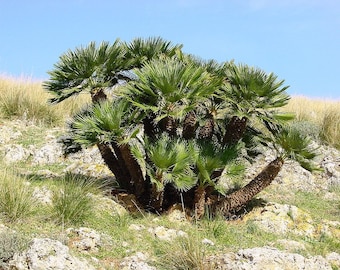 Chamaerops humilis frön, dvärgpalm, doumpalm