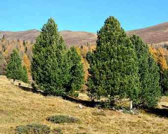 Seeds of Alpine pine, Pinus cembra, Arolle, Swiss pine