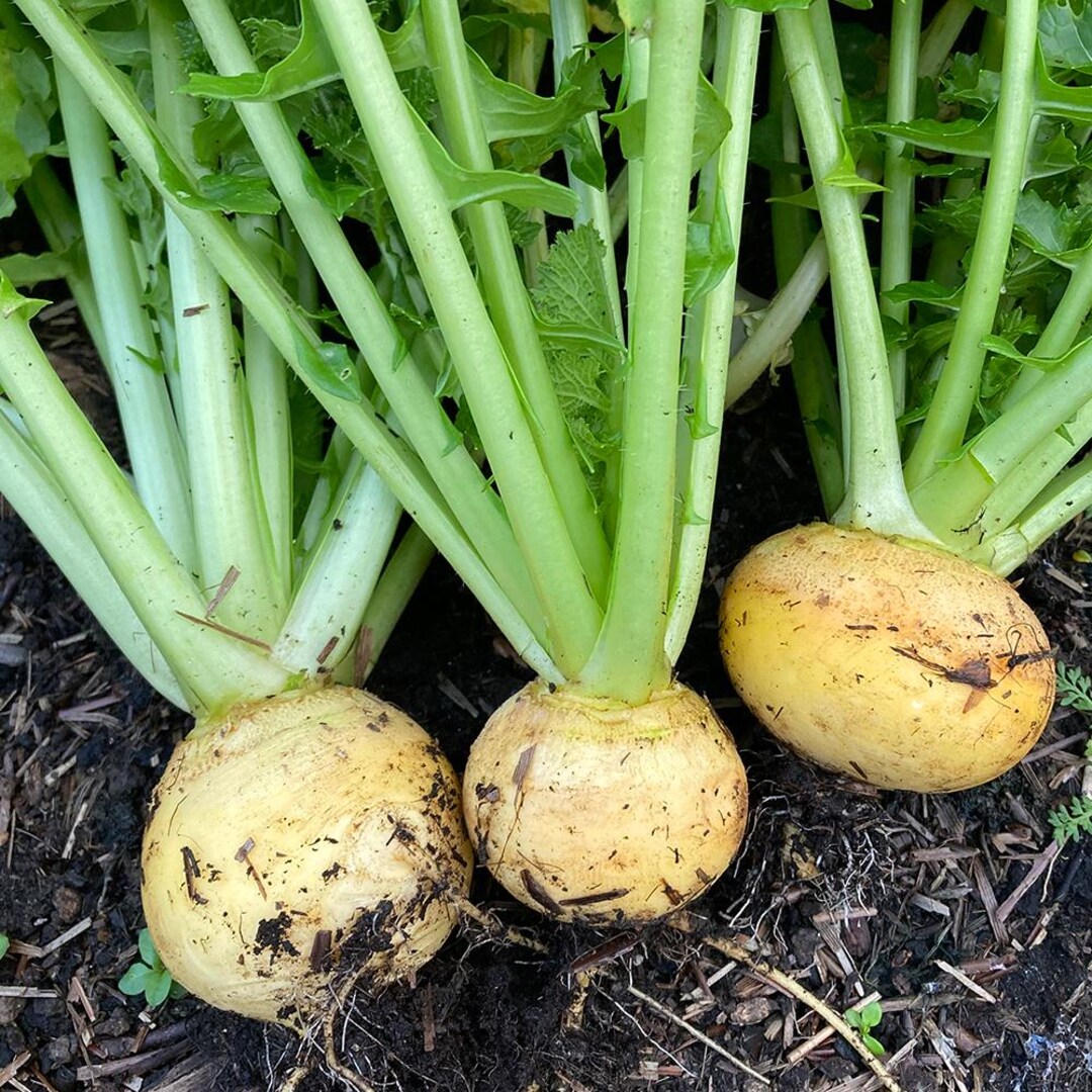 Germany Rapa 50 Golden Ball Goldgelbe Rübensamen, Brassica Rapa - Etsy.de