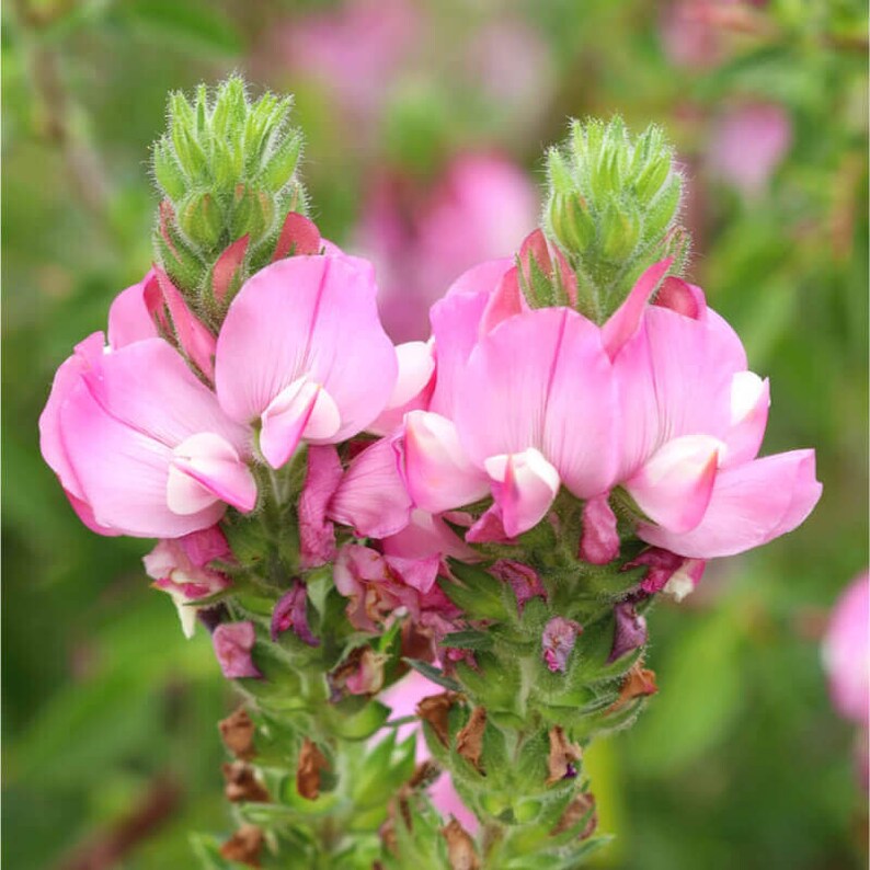 50 Seeds of Ononis Spinosa, spiny restharrow image 1