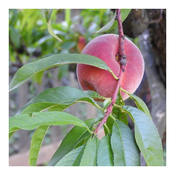 Semillas de Melocotón, Prunus Persica