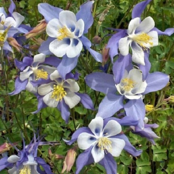 20 Graines d'ancolie Bleue à Fleurs Précoces, Aquilegia Coerulea, Plante Vivace