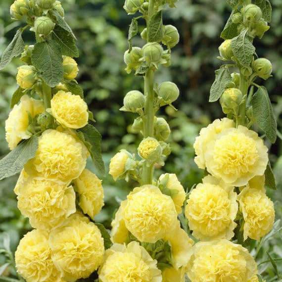 20 Graines de Rose Trémière Double Fleurs Jaune, Alcea Rosea