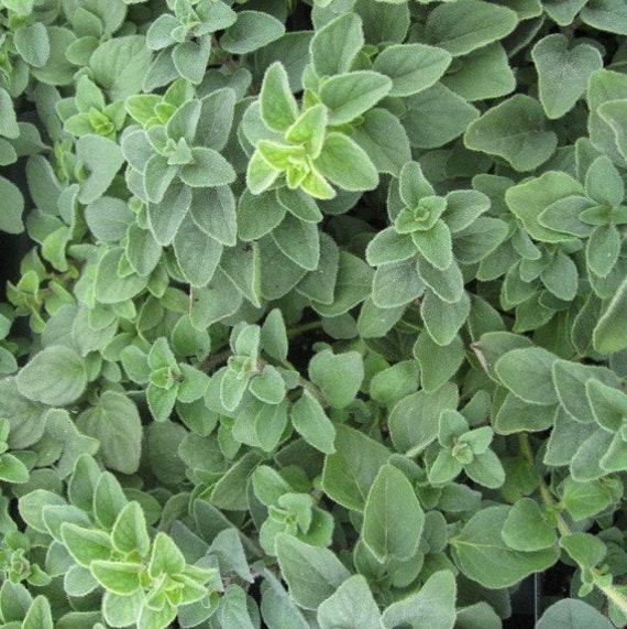 25 Graines d'origan Grec, Origanum Vulgare Hirtum