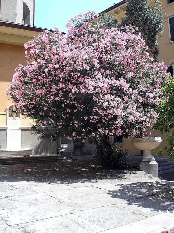 30 Graines de Laurier rose, Nerium oleander -  France