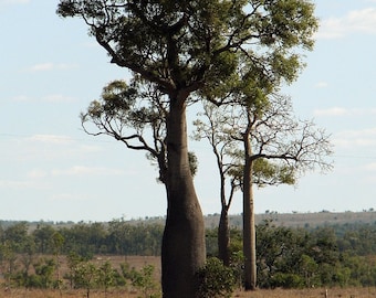 3 Australian Bottle Tree Seeds, Brachychiton rupestris