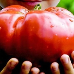 25 Monster Tomato Seeds, Solanum lycopersicum