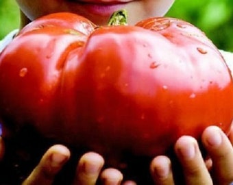 35 Monster Tomato Seeds, Solanum lycopersicum