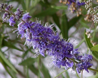 Rare 10 Vitex agnus-castus Seeds, Pepper Tree, Chaste Tree, Chaste Tree, Monks Pepper
