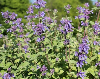 Semi Di Erba Gatta (Nepeta Cataria) - Circa 800 Semi, Per Gatti E Piante Medicinali - Foto 10