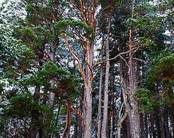 10 Seeds of Scots Pine, Pinus sylvestris