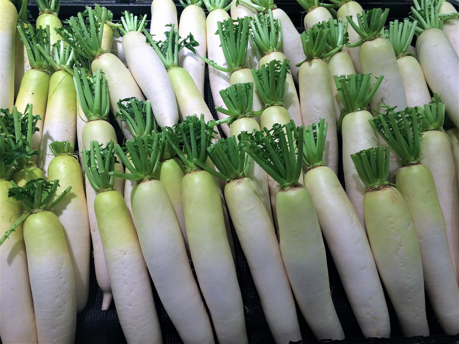 50 Japanese White Radish Minowase Daikon Raphanus Sativus Etsy UK