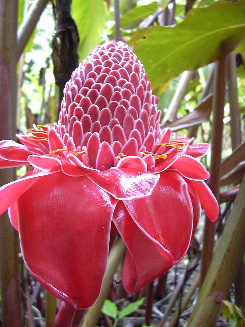 Graines de Etlingera Elatior Rose, Rose Porcelaine, Gingembre Tropical Rose