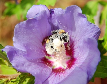 10 Hibiscus syriacus, Syrische Hibiscus, Hibiscus, Hibiscus, Althea Zaden