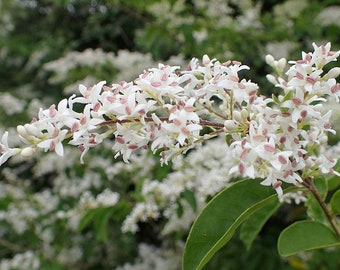 Chinesischer Liguster (Ligustrum sinense) 1530 Stck / Frische Samen |  Seltene Samen - Etsy.de