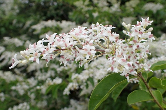 10 Seeds of Chinese Privet, Ligustrum Sinensis - Etsy Canada