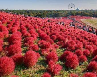 Puede incluir: Un gran campo de plantas rojas y tupidas, que cubren una ladera. Las plantas están dispuestas en filas, creando un paisaje vibrante y colorido. En la distancia, se puede ver una noria.