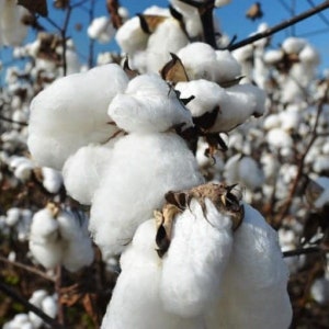 Cotton Plant Seeds, Gossypium herbaceum, Herbaceous Cotton Plant