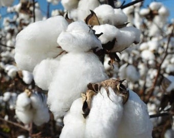 Cotton Plant Seeds, Gossypium herbaceum, Herbaceous Cotton Plant