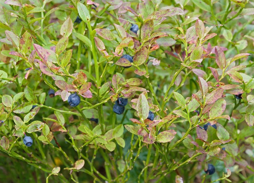 3 Graines de Myrtille, Vaccinium Myrtillus