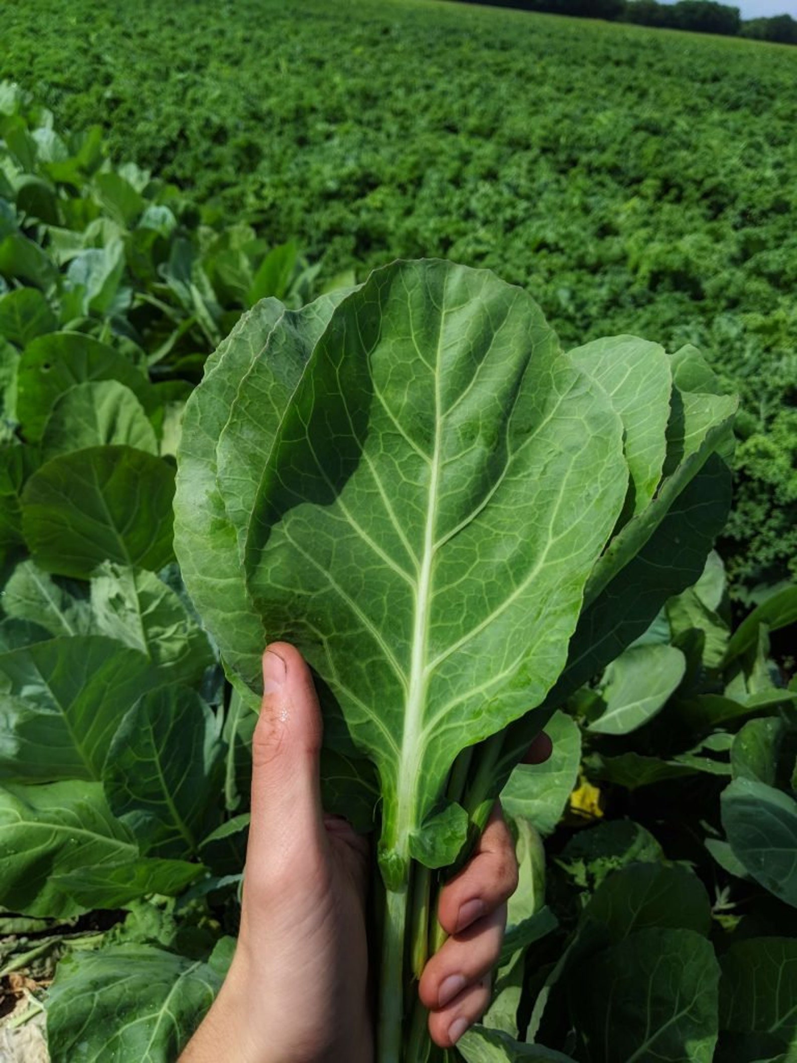 50 Horseradish cabbage seeds caulet tree cabbage forage Etsy