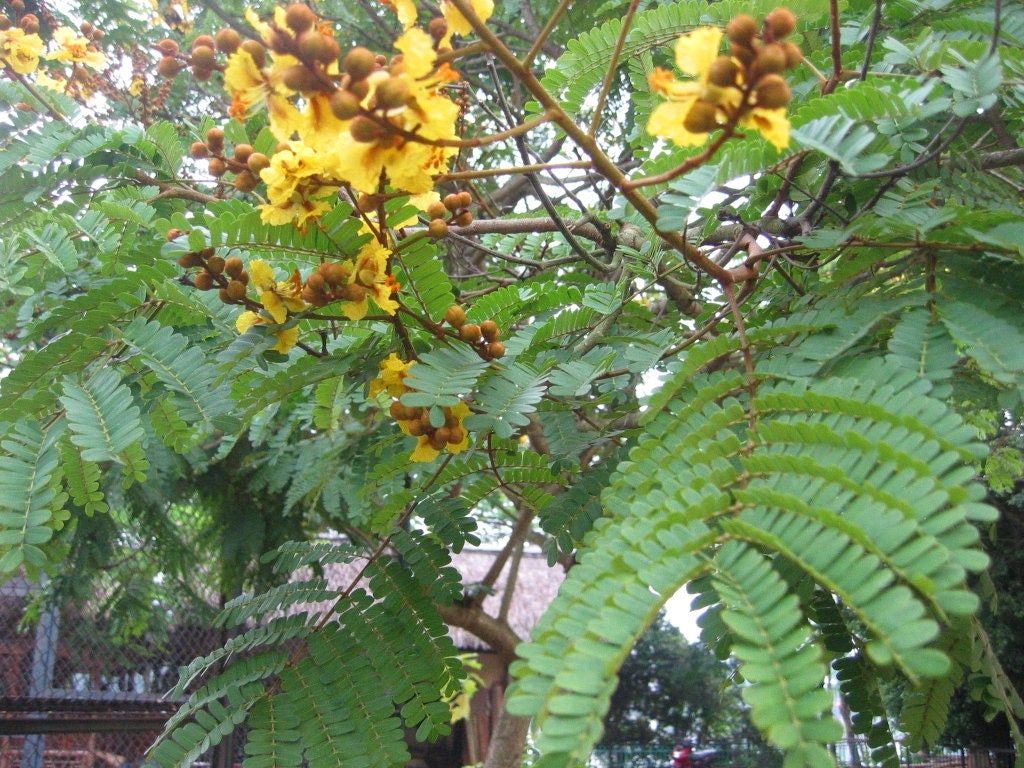 5 Graines de Arbre Feu, Flamboyant Jaune, L'inde, Peltophorum Pterocarpum
