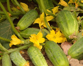 30 Cucumber Seeds "Dar", Cucumis Sativus