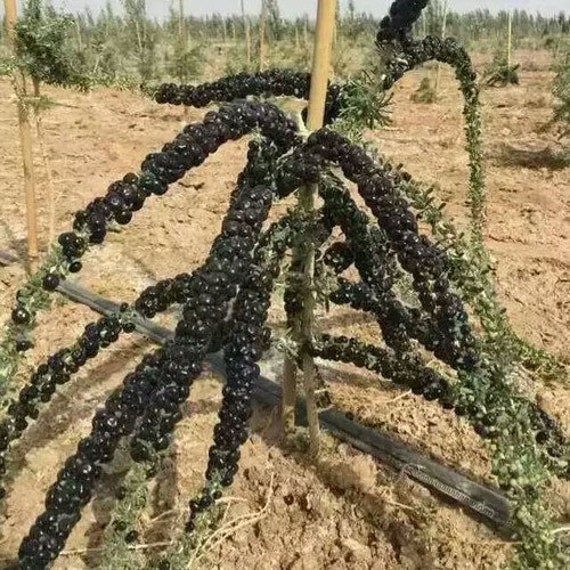 3 Graines de Baie Goji Noir, Lycium Ruthenicum