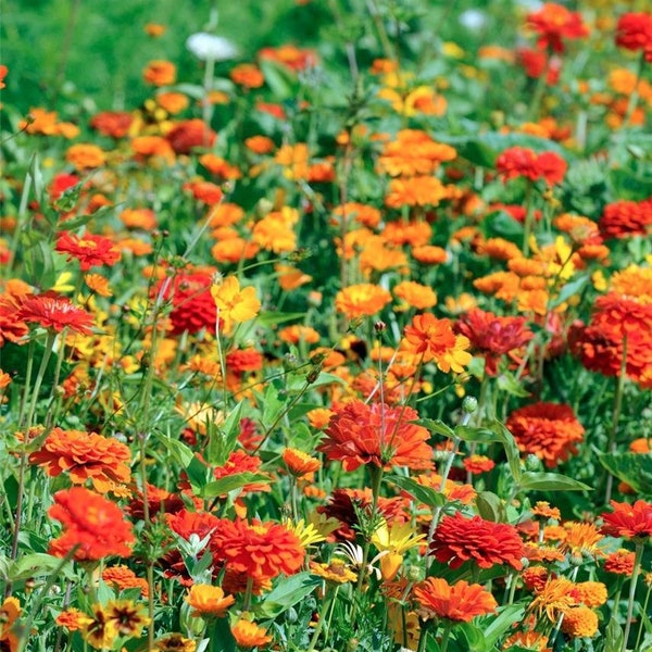 Mélange Graines Fleurs, Camaïeu Orange Prairie, Mix Fleurs