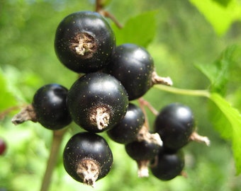 10 Blackcurrant Seeds, Ribes nigrum, Black Currant, Black Gadellier, Blackcurrant