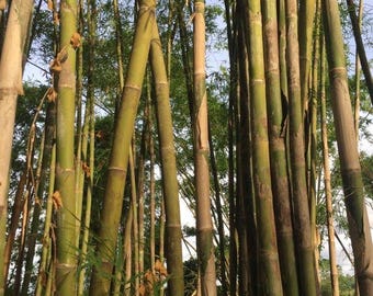Thailndische Bambussamen: Thyrsostachys siamensis - Klosterbambus - Etsy.de