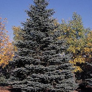 5 Seeds Blue Spruce, Picea Pungens, Blue Spruce, Colorado Blue Spruce, Blue Fir image 2