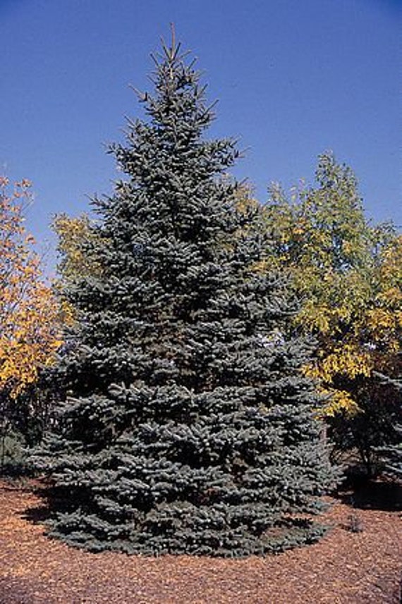 50 Seeds Blue Spruce, Picea Pungens, Blue Spruce, Colorado Blue Spruce,  Blue Fir