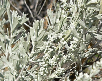 10 Seeds Artemisia tridentata, Mugwort