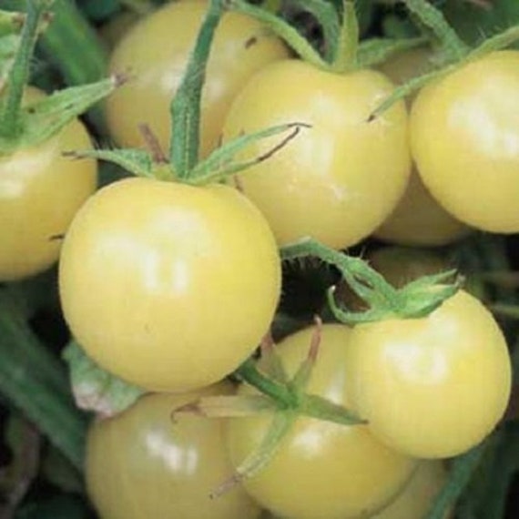 20 Graines de Tomate White Cherry, Cerise Blanche