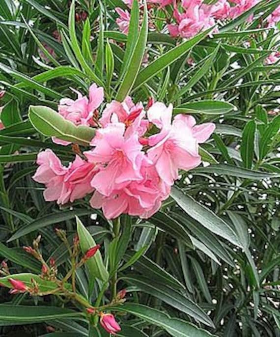 10 Graines de Laurier Rose, Nerium Oleander