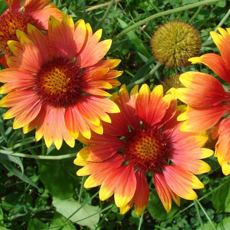 10 Graines de Gaillardia Aristata, Gaillarde