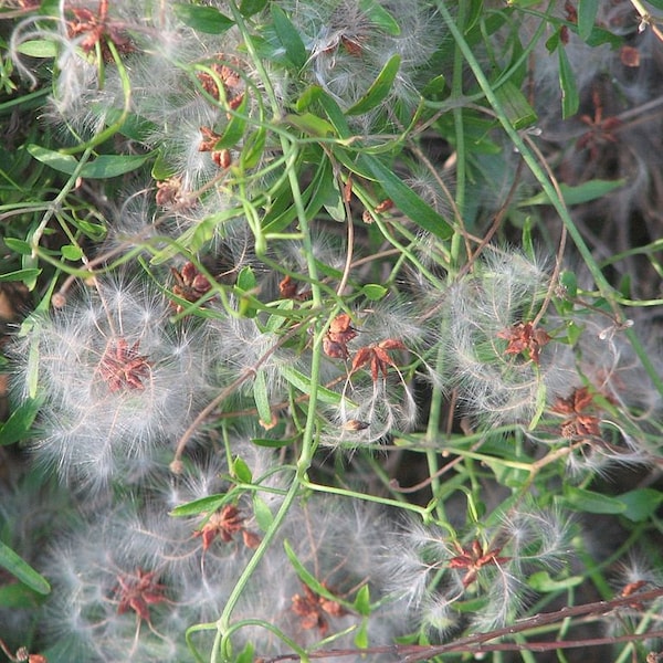 5 Graines de Clematis microphylla, Clématite à petites feuilles