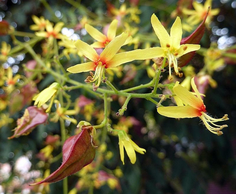 3 Graines de Savonnier, Koelreuteria Paniculata