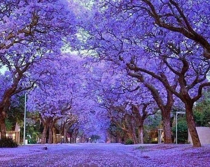 500+ Paulownia Tomentosa Seeds. Paulownien, Kejsertræ, Paulovnia ...