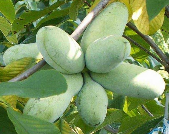 Featured listing image: Sunflower Pawpaw Seeds, Asimina Triloba