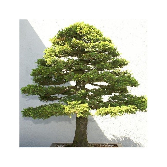 50 Samen der japanischen Fichte, Picea jezoensis - Etsy.de