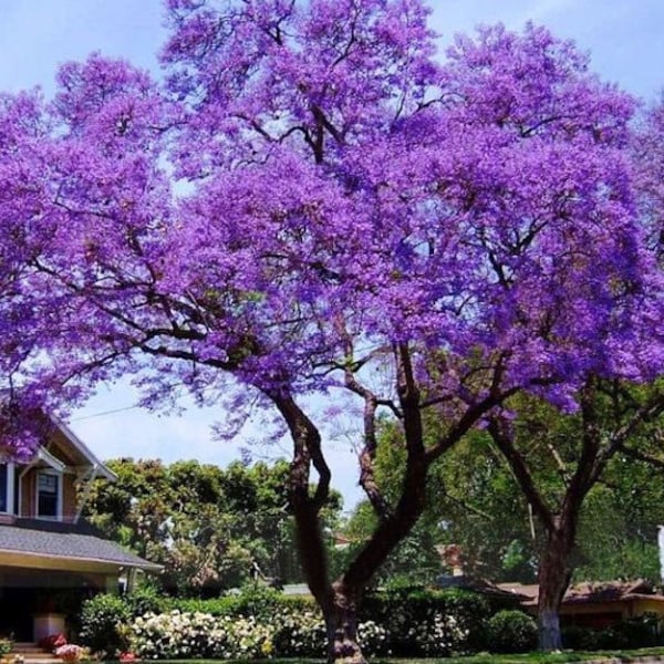 Rari 10 semi di Paulownia tomentosa