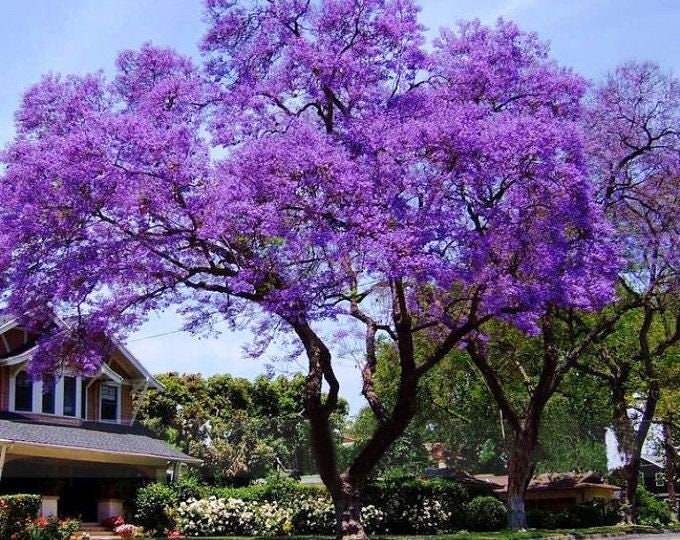 Rare 7 Graines de Paulownia Tomentosa