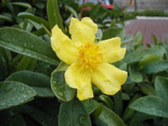 Graines Hibbertia Scandens