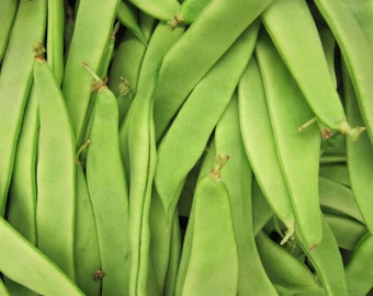 20 Graines de Haricot Vert Plat Helda, Phaseolus Vulgaris